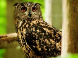 Brow Owl